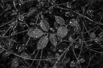 Wall Mural - Monochrome foliage with raindrops on slender branches