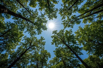 Wall Mural - An amazing perspective looking upward through the treetops towards the bright sun and clear blue sky