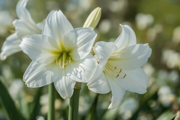 Canvas Print - snow drift featuring amaryllis and hippeastrum blossoms