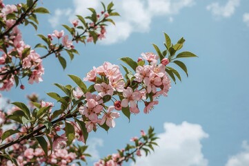 Canvas Print - a stunning branch covered in bright pink blossoms and rich green foliage set against a bright blue s