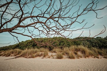 Wall Mural - Abstract Wooden Branches Texture with Green Bowl Beach Landscape