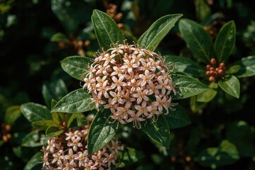 Canvas Print - overhead perspective of abelia grandiflora blossoms showcasing floral textures and seasonal leaves