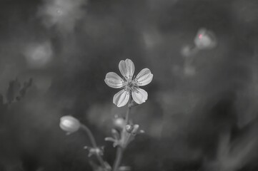 Canvas Print - small bloom captured in monochrome