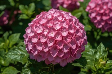 Canvas Print - vibrant pink hydrangea in peak bloom