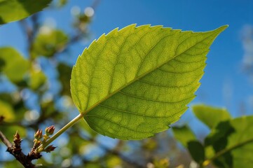 Canvas Print - close-up of a fresh green currant leaf in early spring with a clear blue sky behind