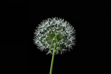 Wall Mural - Detailed view of white umbel flowers in autumn against a dark backdrop