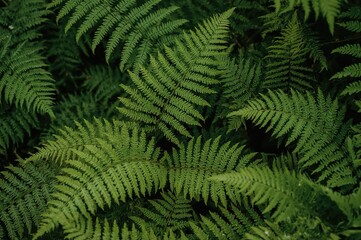 Wall Mural - detailed view of vibrant green ferns in a plant conservatory. premium quality image