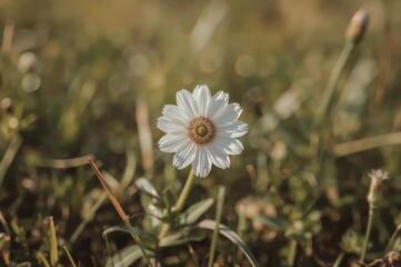 Wall Mural - Giant Dianthus blossom in a field