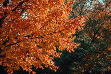 Wall Mural - close-up of vibrant fall tree leaves in a park with a colorful backdrop