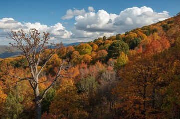 Wall Mural - vibrant foliage and trees during fall in a scenic natural reserve