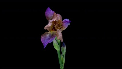 Wall Mural - Time lapse of iris flower opening. Spring flower iris blooming on black background.