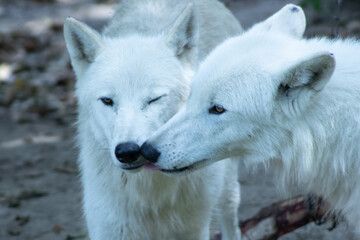  „Nahaufnahme von zwei weißen Wölfen in natürlicher Umgebung.“
Close-up of two white wolves in a natural environment.