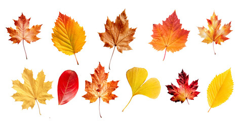 Wall Mural - Collection set of many colorful vibrant different kind leaves in autumn, isolated on white or transparent background, fall season, png file