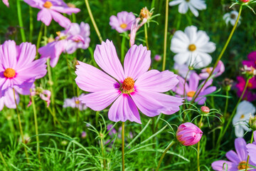 Wall Mural - Beautiful pink cosmos flowers blooming in garden,spring season.