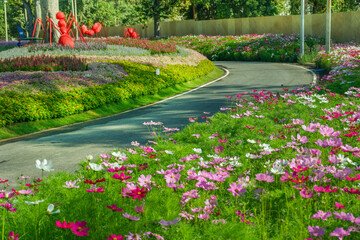 Wall Mural - Beautiful pink cosmos flowers blooming in garden,spring season.