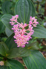 Wall Mural - Medinilla myriantha is a species of semi-epiphytic plant endemic to the Philippines.  Also known as Medinilla Multiflora
