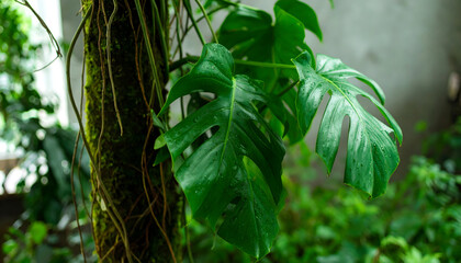 Lush monstera plant with mossy tree trunk in indoor setting vibrant green