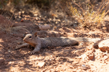 Wall Mural - A Rock Squirrel stretches out on the dusty ground splooting, otherwise known as pancaking, in a shady patch on a hot summer day in the desert of Southern Utah USA.