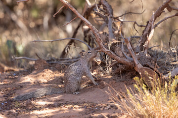 Wall Mural - A Ground Squirrel rubs against and sniffs at a branch on a dead tree, checking the scent and leaving its own scent for others in a shady patch on a sunny summer day in the desert of Southern Utah USA.