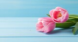Elegant Pink Tulips Resting on a Serene, Textured Light Blue Wooden Surface