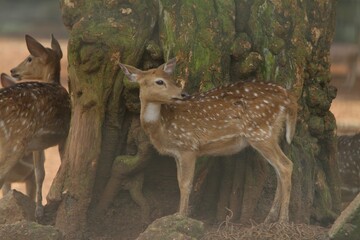 Wall Mural - a little axis deer standing under a tree while looking back