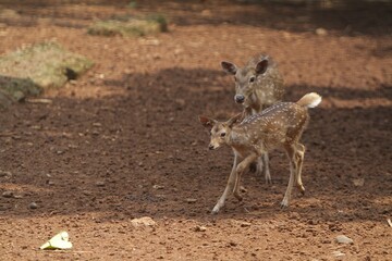 Wall Mural - a little axis deer wandering on the ground in the morning