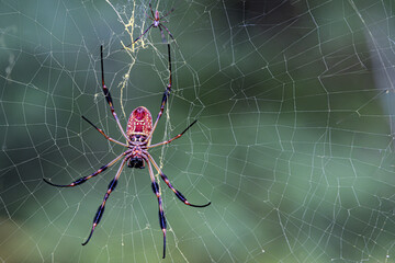 Yellow silk spider on web