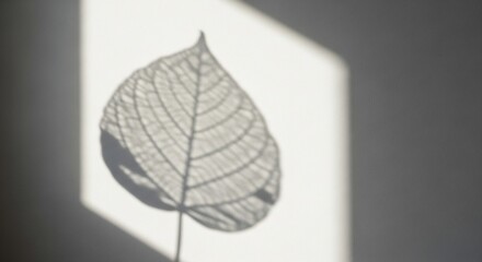 Leaf shadow on white wall minimalist plant silhouette with intricate vein pattern