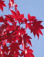 crimson maple leaves, autumn sky, outdoors