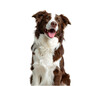 © Creative AI Studio - Happy border collie dog portrait isolated on transparent background
