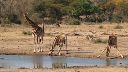 Wall Mural - alert giraffes (giraffa camelopardalis) drinking at a waterhole, kruger national park, south africa