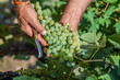© tetxu - Close up of anonymous farmer harvesting white grapes