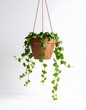 © ROSIANA - Terracotta Potted Ivy Hanging Plant with Cascading Vines Against White Background