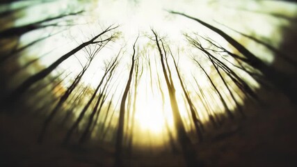 Wall Mural - misty forest bathed in soft sunlight, revealing ethereal woodland layers with dramatic light filteri