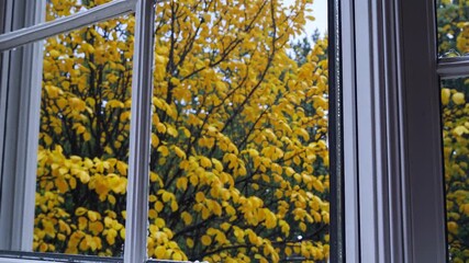 Wall Mural - warm sunlight filtering through window, casting golden autumn hues across peaceful interior scene, i