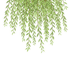 Beautiful hanging green weeping willow tree branches with delicate leaves forming an artistic natural border illustration