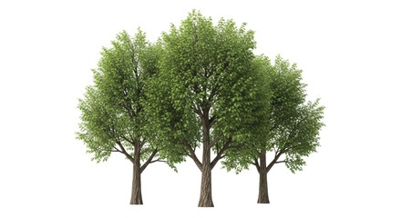 Isolated Group of Trees