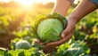 © ruangrit19 - Freshly Harvested Cabbage Held in Hands at Sunset Farm.