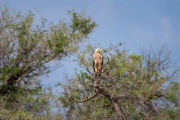 Wall Mural - Tawny eagle or Aquila rapax bird of prey in natural green background perched on tree during earlhy winter migration at tal chhapar sanctuary rajasthan India