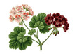 © faisal - Vintage botanical illustration of geraniums isolated PNG with Transparent Background