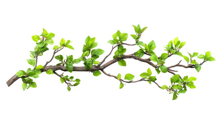 tree branch isolated on transparent background