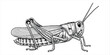 © rayhan039 - Detailed Black and White Illustration of a Grasshopper insect arthropod