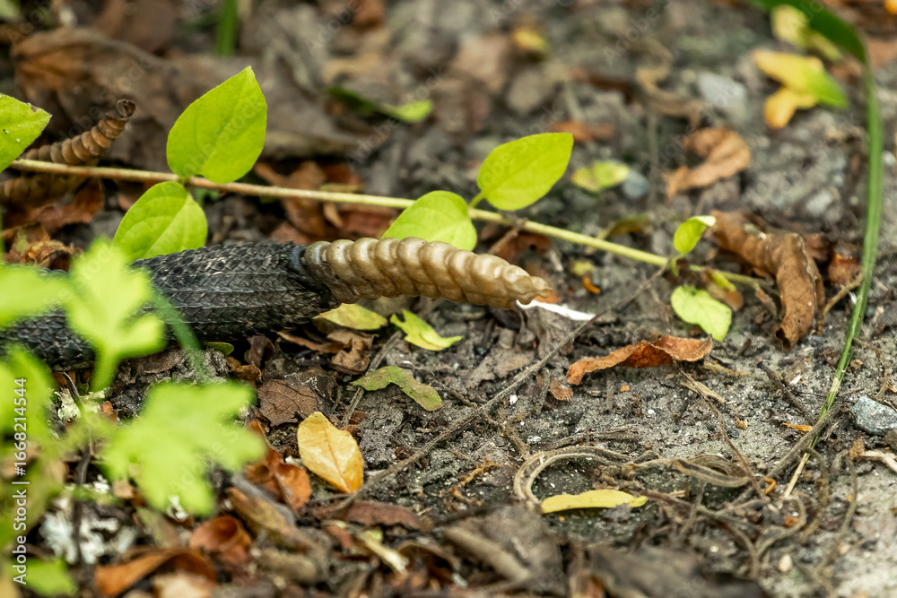 Snake Rattle Tale The rattle on the end of the tail of a Timber Rattlesnake as it ...
