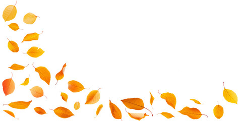 Wall Mural - Photo of yellow and orange leaves falling on white or transparent panoramic background with copy space, png file. Fall season, autumn in nature header, autumnal web banner