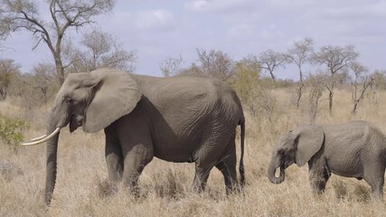 Wall Mural - a tracking clip of a mother and baby elephant walking together at kruger national park of south africa