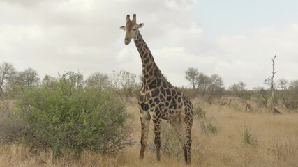 Wall Mural - a giraffe starts feeding on a large bush at kruger national park of south africa