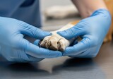 Veterinarian Examining a Dog's Paw in a Clinic A Close-Up View