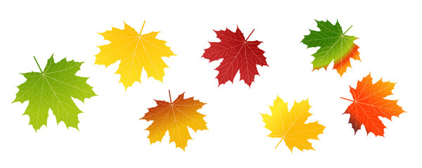 Wall Mural - Whirling Autumn Leaves Vector Set (EPS10) on White Background