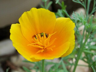 Wall Mural - Yellow Wildflower with a bee 
