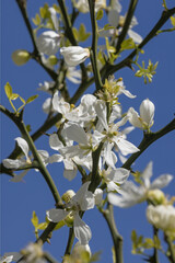 Wall Mural - poncirus trifoliata en fleurs